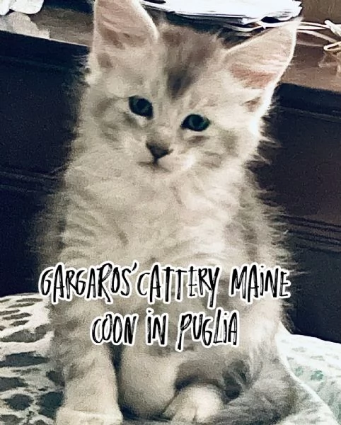 Cuccioli di Maine coon | Foto 5