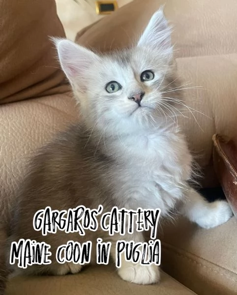 Cuccioli di Maine coon | Foto 4