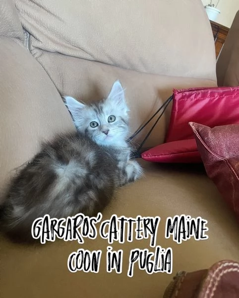Cuccioli di Maine coon | Foto 3