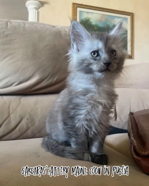 Cuccioli di Maine coon | Foto 2