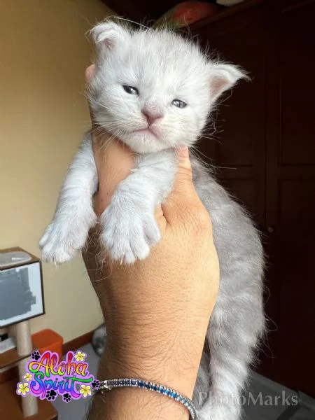 Cuccioli di Maine coon | Foto 1