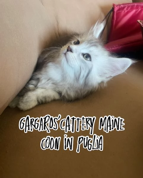 Cuccioli di Maine coon | Foto 0