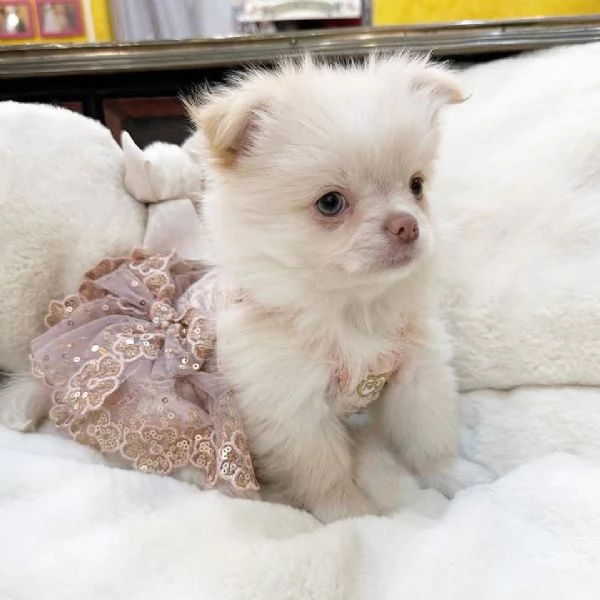 chihuahua toy mini disponibile maschio e femmaina | Foto 0