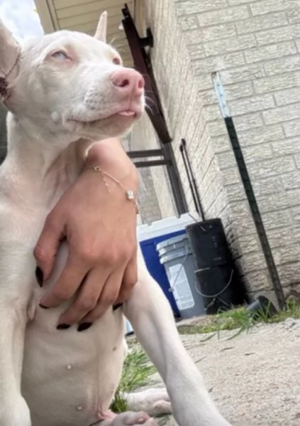 dobermann razza pura disponibile