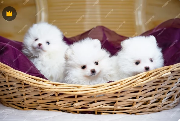 meravigliosi pomeranian maschio e femmina per ladozione | Foto 6