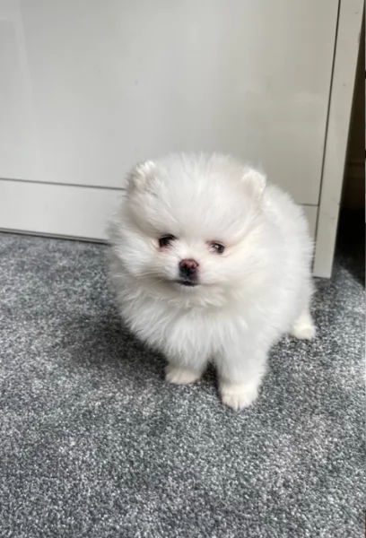 meravigliosi pomeranian maschio e femmina per ladozione | Foto 3