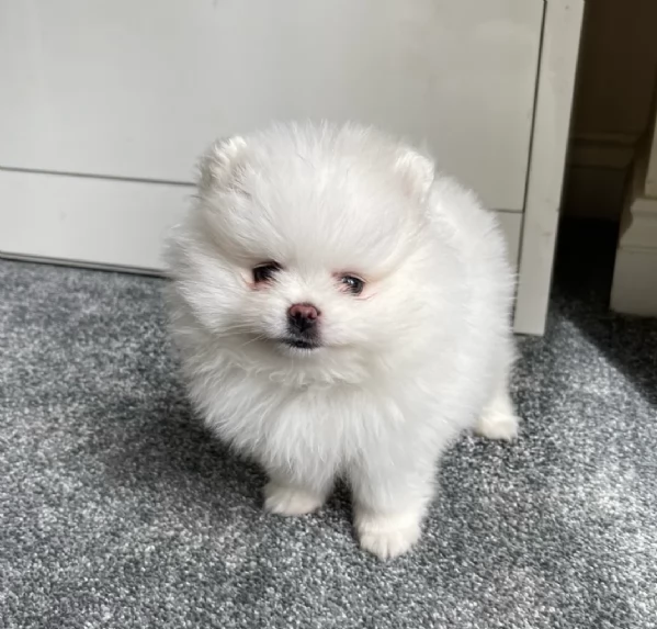 meravigliosi pomeranian maschio e femmina per ladozione | Foto 1