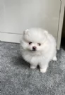 meravigliosi pomeranian maschio e femmina per ladozione | Foto 0