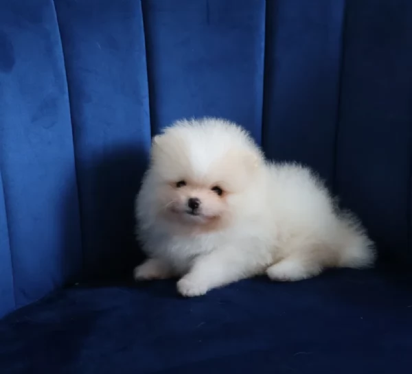 meravigliosi pomeranian maschio e femmina per ladozione | Foto 3