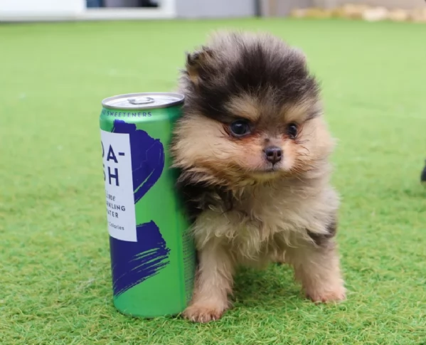 meravigliosi pomeranian maschio e femmina per ladozione | Foto 2
