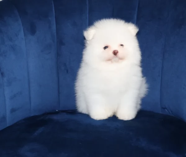 meravigliosi pomeranian maschio e femmina per ladozione | Foto 1