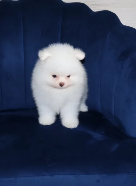 meravigliosi pomeranian maschio e femmina per ladozione | Foto 0