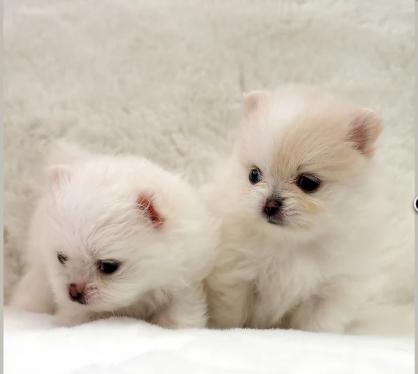 meravigliosi pomeranian maschio e femmina per ladozione