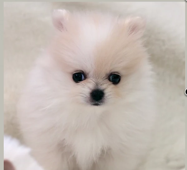 meravigliosi pomeranian maschio e femmina per ladozione | Foto 5