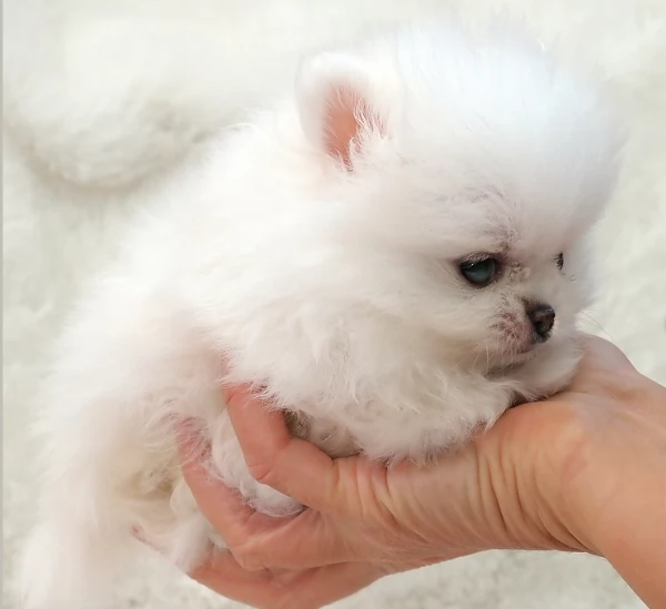 meravigliosi pomeranian maschio e femmina per ladozione | Foto 0