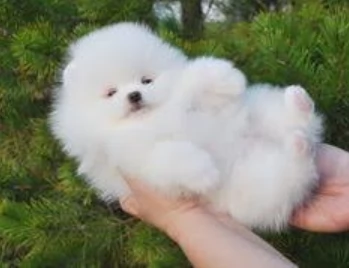 meravigliosi pomeranian maschio e femmina per ladozione | Foto 5