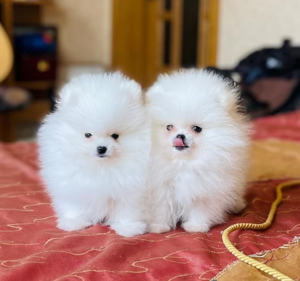 meravigliosi pomeranian maschio e femmina per ladozione | Foto 3