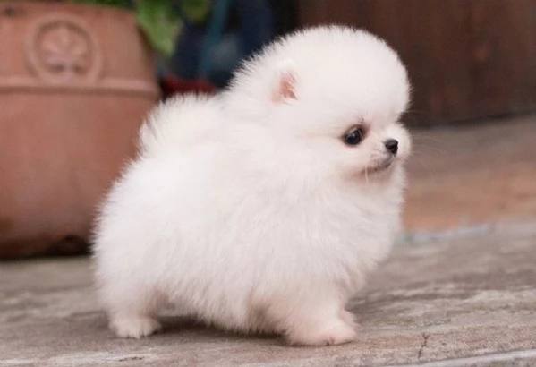 meravigliosi pomeranian maschio e femmina per ladozione | Foto 2