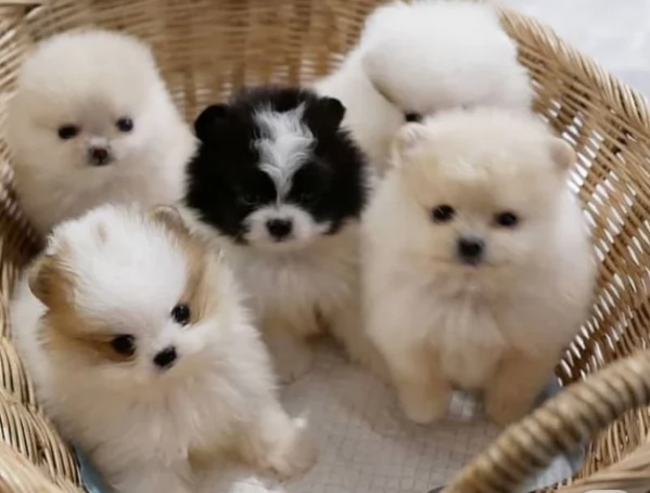meravigliosi pomeranian maschio e femmina per ladozione