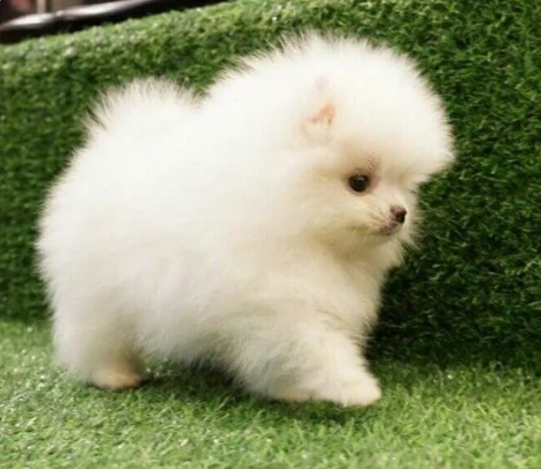 meravigliosi pomeranian maschio e femmina per ladozione | Foto 3