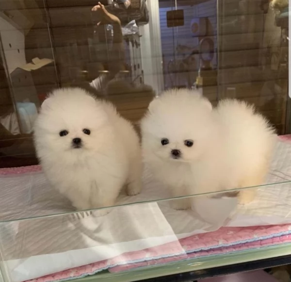 meravigliosi pomeranian maschio e femmina per ladozione | Foto 2