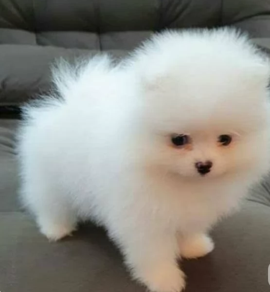 meravigliosi pomeranian maschio e femmina per ladozione | Foto 1