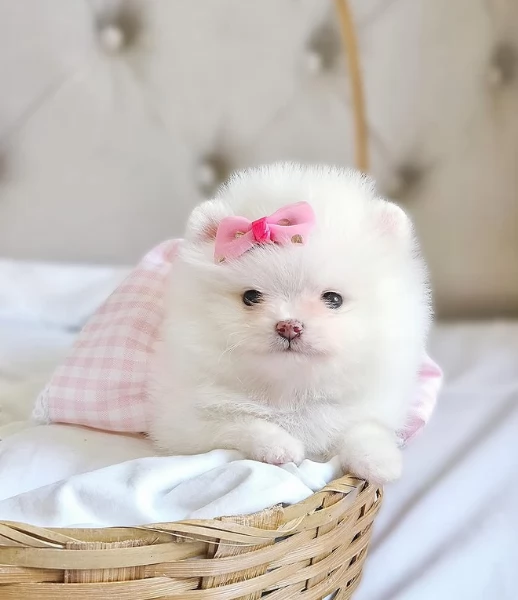 meravigliosi pomeranian maschio e femmina per ladozione | Foto 1