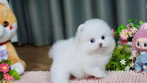 meravigliosi pomeranian maschio e femmina per ladozione | Foto 0