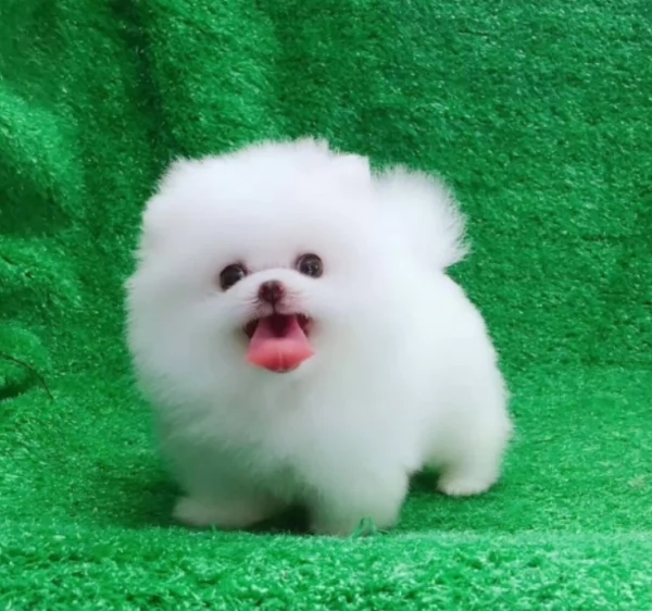 meravigliosi pomeranian maschio e femmina per ladozione | Foto 1