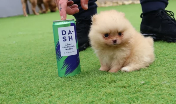 meravigliosi pomeranian maschio e femmina per ladozione