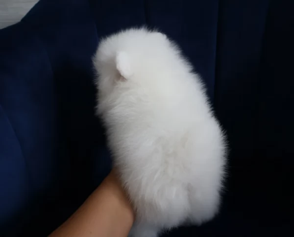 meravigliosi pomeranian maschio e femmina per ladozione | Foto 1