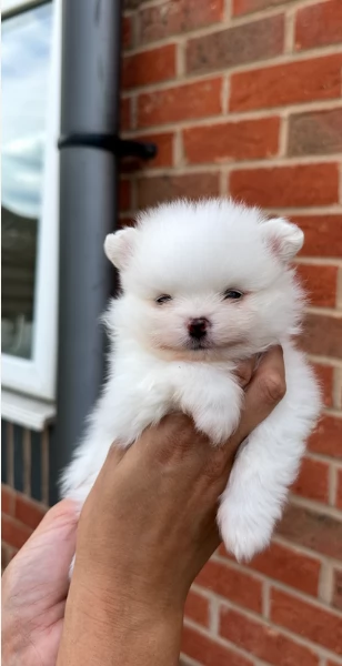 meravigliosi pomeranian maschio e femmina per ladozione | Foto 0