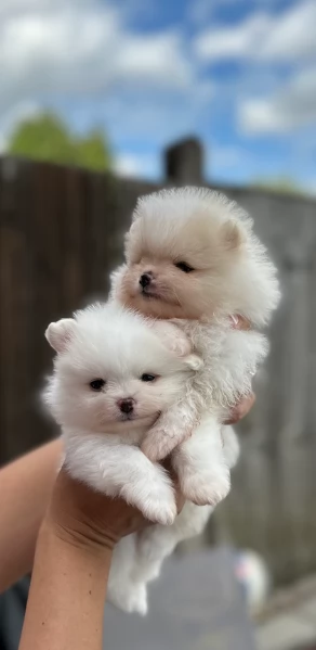 meravigliosi pomeranian maschio e femmina per ladozione | Foto 6