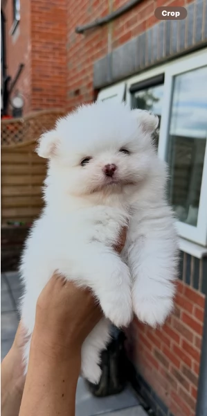 meravigliosi pomeranian maschio e femmina per ladozione | Foto 5