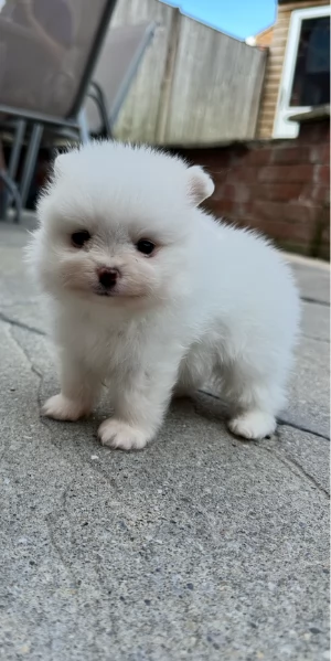 meravigliosi pomeranian maschio e femmina per ladozione | Foto 3