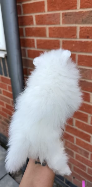 meravigliosi pomeranian maschio e femmina per ladozione