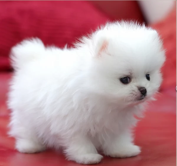 meravigliosi pomeranian maschio e femmina per ladozione | Foto 5