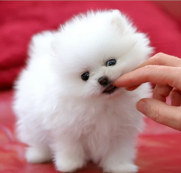 meravigliosi pomeranian maschio e femmina per ladozione | Foto 0