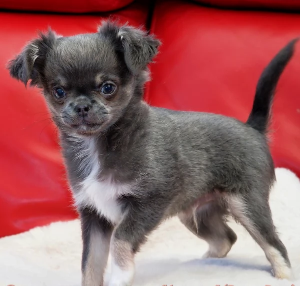 per adozione maschio e femmina Chihuahua toy taglia piccola  | Foto 4