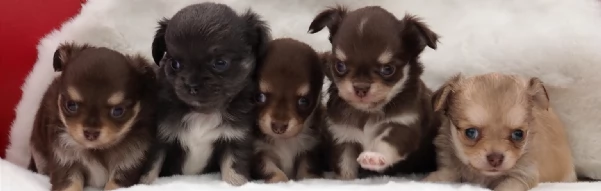 per adozione maschio e femmina Chihuahua toy taglia piccola  | Foto 3