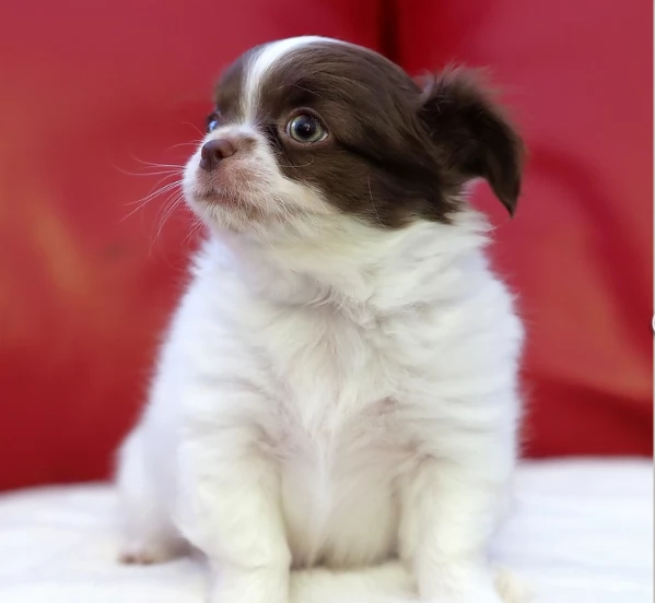 per adozione maschio e femmina Chihuahua toy taglia piccola  | Foto 0