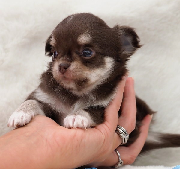 per adozione maschio e femmina Chihuahua toy taglia piccola  | Foto 2