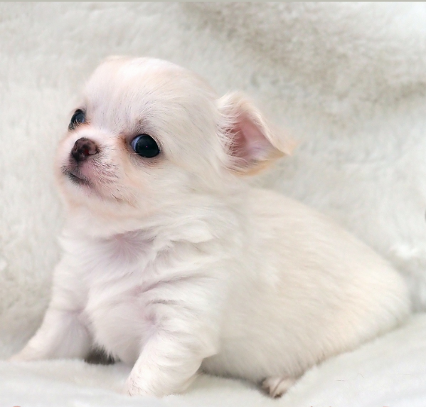 per adozione maschio e femmina Chihuahua toy taglia piccola 