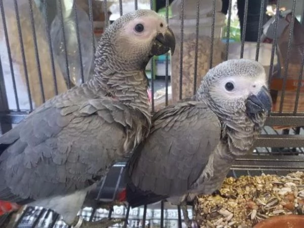 Adorabili pappagalli cenerini africani in vendita