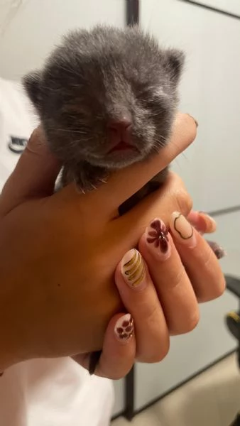 Cuccioli certosino 