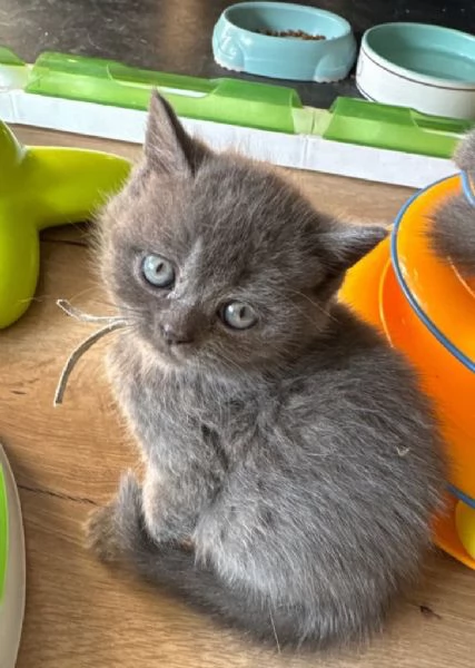 British Shorthair