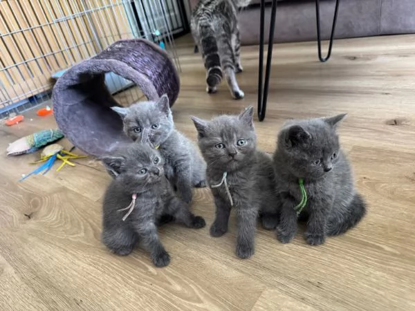 Gattini British shorthair