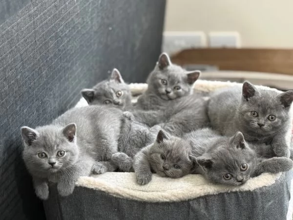 Cuccioli British shorthair