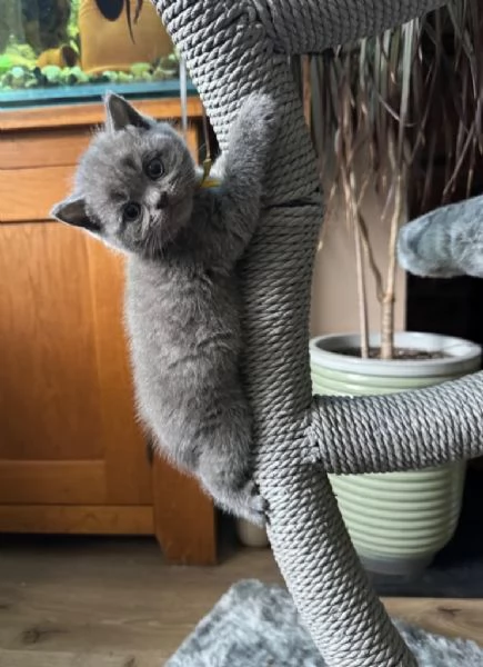British Shorthair