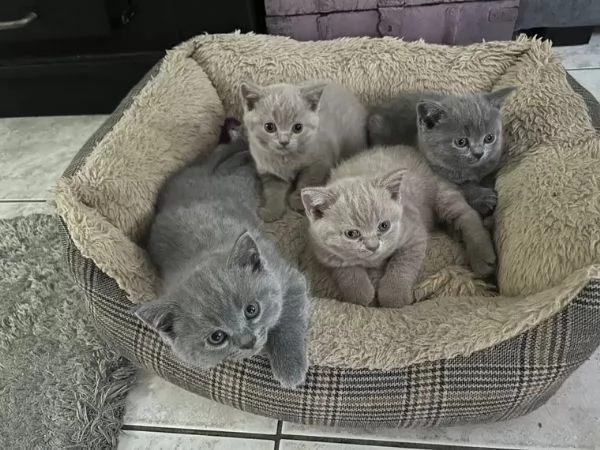 British shorthair